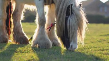 Genç bir tay, altın saatinde İngiliz çiftliğinde temiz havanın tadını çıkarıyor..