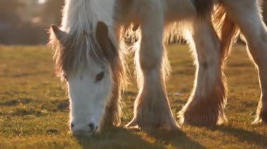 Genç bir tay, altın saatinde İngiliz çiftliğinde temiz havanın tadını çıkarıyor..