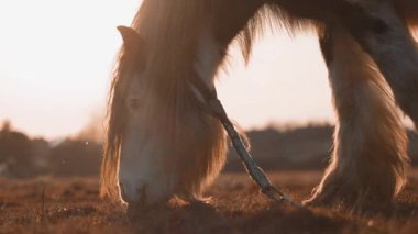 Gün batımında çiftlikte huzur içinde otlayan bir at, altın ışıkla yıkanmış..