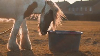Gün batımında çiftlikte huzur içinde otlayan bir at, altın ışıkla yıkanmış..