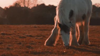 Gün batımında çiftlikte huzur içinde otlayan bir at, altın ışıkla yıkanmış..