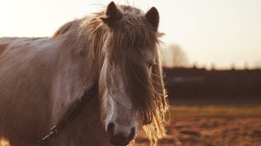 Uzun kaslı bir at Alacakaranlıkta altın bir İngiliz kırsalında duruyor