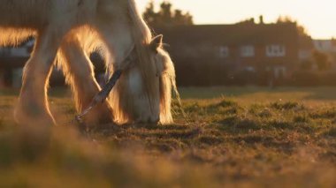  Çiftlikteki atlar gün batımının altın ışığına bakıyor, huzurlu bir sahne yaratıyor..