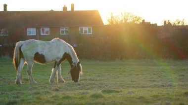  Çiftlikteki atlar gün batımının altın ışığına bakıyor, huzurlu bir sahne yaratıyor..