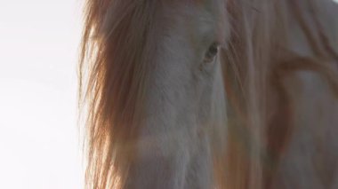  Çiftlikteki atlar gün batımının altın ışığına bakıyor, huzurlu bir sahne yaratıyor..