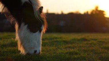  Çiftlikteki atlar gün batımının altın ışığına bakıyor, huzurlu bir sahne yaratıyor..