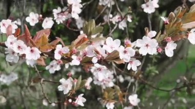 Büyüleyici pembe bir ağaç çiçek açıyor, baharın başlangıcını simgeliyor..