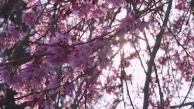 Baharda yeşil bir parkta pembe çiçeklerle açan ağaç.