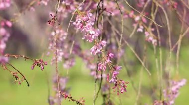 Baharda yeşil bir parkta pembe çiçeklerle açan ağaç.