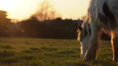 Gün batımında bir tarlada otlayan beyaz bir atın yakın çekimi, sıcak altın ışık. Yüksek kalite 4k görüntü
