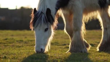 Sıcak günbatımı ışığında İngiliz çiftliğinde otlayan genç bir atın yakın çekimi. Yüksek kalite 4k görüntü