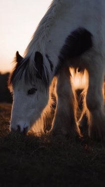 Gün batımında bir tarlada otlayan beyaz bir atın yakın çekimi, sıcak altın ışık. Yüksek kalite 4k görüntü