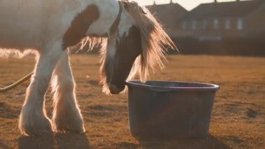 Uçan yeleli görkemli bir at altın gün batımı ışığında otluyor. Yüksek kalite 4k görüntü