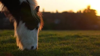 Gün batımında bir tarlada otlayan beyaz bir atın yakın çekimi, sıcak altın ışık. Yüksek kalite 4k görüntü