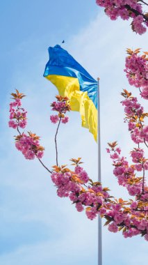 Sakura arka planına sahip Ukrayna renkleri barışçıl bir duygusal ton yaratır