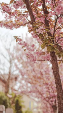 Çiçekli sakura sokağı bahar ışığı ve rüya gibi çiçeklerle dolu.