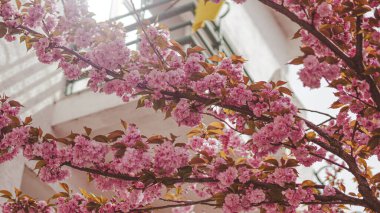 Sakura çiçek sokağı sakin farkındalığı ve görsel farkındalığı temsil eder.