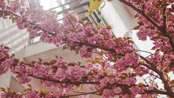 Sakura çiçek sokağı sakin farkındalığı ve görsel farkındalığı temsil eder.