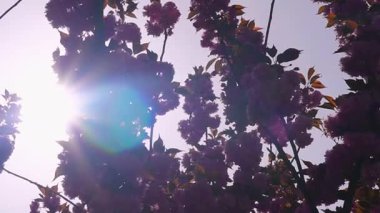 Bahar güneşinde açan pembe sakura barışçıl bir arka plan yaratır.