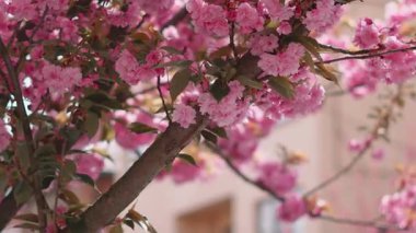 Bahar güneşinde açan pembe sakura barışçıl bir arka plan yaratır.