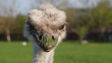 Modern ekolojik bilinçli çiftçilikte kişilik gösteren devekuşu portresi.
