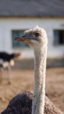 Devekuşu kafası ve boynu mavi gökyüzüne ve çiftlik arazisine yakın. Yüksek kalite fotoğraf