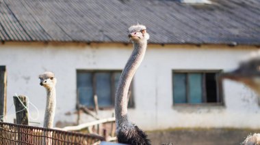 Çiftlikteki devekuşu etkileyici bir yüz ve tuhaf davranışlar sergiliyor..