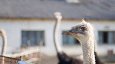 Komik ifadeli devekuşu ekolojik bilinç ortamında kameraya bakar