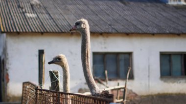 Çiftlikteki devekuşu etkileyici bir yüz ve tuhaf davranışlar sergiliyor..