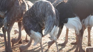 Güneşli çiftlik muhafazasında, devekuşunun besleyiciden yemek yemesine yakın.