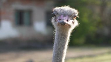Camelus devekuşları kırsal bölgedeki çiftlik muhafazasında özgürce yürüyorlar.