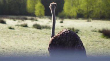 Camelus devekuşları kırsal bölgedeki çiftlik muhafazasında özgürce yürüyorlar.