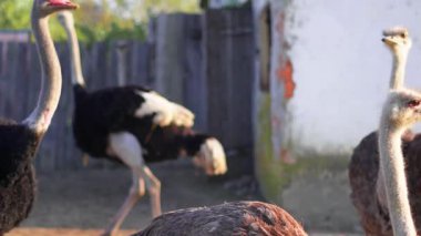 Camelus devekuşları kırsal bölgedeki çiftlik muhafazasında özgürce yürüyorlar.