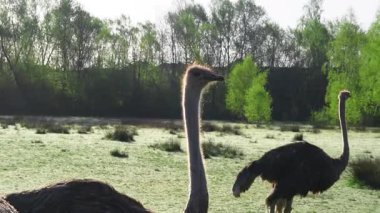 Camelus devekuşları açık havada güneşli bir bahar günü eko çiftliğinde otluyor.