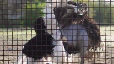 Afrika devekuşu deve kuşu doğal kırsal alanda duruyor, hayvanat bahçesi.