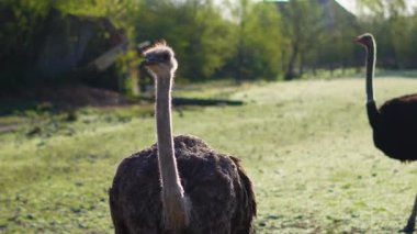 Camelus devekuşu kırsal manzaralı dış mekâna yakın çekim yapıyor.