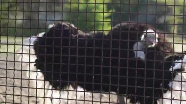 Camelus devekuşu kırsal manzaralı dış mekâna yakın çekim yapıyor.