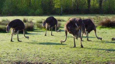 Camelus devekuşu kırsal manzaralı dış mekâna yakın çekim yapıyor.