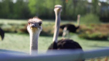 Camelus devekuşu kırsal manzaralı dış mekâna yakın çekim yapıyor.