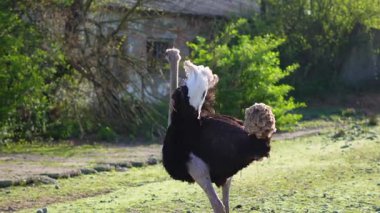 Camelus devekuşu kırsal manzaralı dış mekâna yakın çekim yapıyor.
