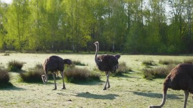 Camelus devekuşu kırsal manzaralı dış mekâna yakın çekim yapıyor.