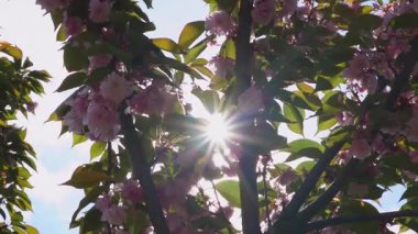 Bahar parkında dağınık yapraklı sakura sokağı.