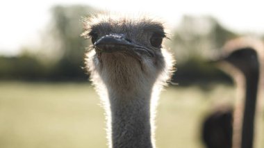 Modern ekolojik bilinçli çiftçilikte kişilik gösteren devekuşu portresi.