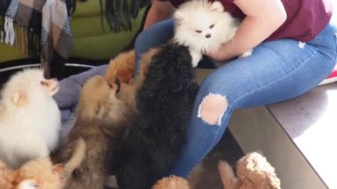 Kadın kuaför kuaförde evcil hayvan barınağında pofuduk yavrulara sarılıyor.