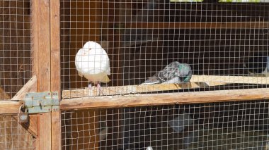 Sıcak kuşhane içinde metal şebekenin arkasında görünen barışçıl güvercinler.