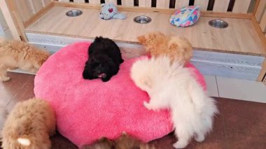 Farklı türlerden küçük tüylü köpek yavruları parlak bir kuaför kalemiyle oynayıp keşfediyorlar.
