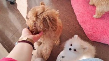 Farklı türlerden küçük tüylü köpek yavruları parlak bir kuaför kalemiyle oynayıp keşfediyorlar.