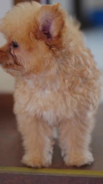 Lüks hayvan bakımı için temiz, parlak tımar odasında sevimli pofuduk köpek portresi.