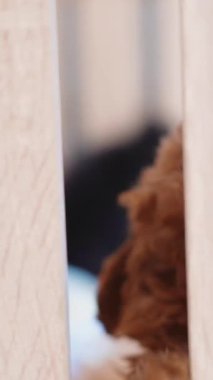 Lüks hayvan bakımı için temiz, parlak tımar odasında sevimli pofuduk köpek portresi.