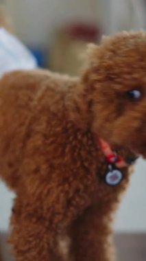 Lüks hayvan bakımı için temiz, parlak tımar odasında sevimli pofuduk köpek portresi.
